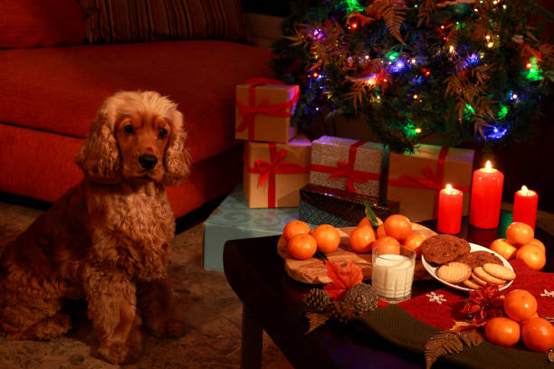 istock Cocker Spaniel waiting the arrival of Santa 1069490164