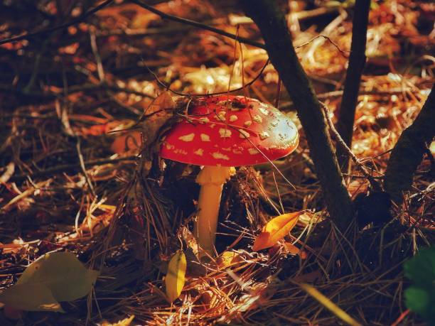 the fly agaric broke through the layer of earth