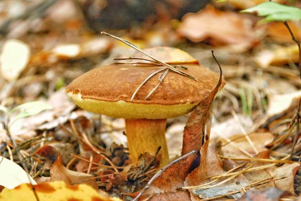 istock mushrooms in the autumn forest 1069494784
