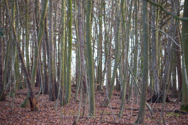 bare trees background. sherrardspark wood in welwyn garden city, england - bare tree winter plants travel locations imagens e fotografias de stock