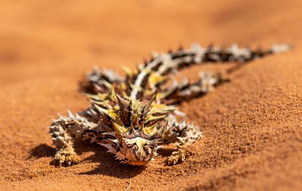 オーストラリア産のとげのあるトカゲ - thorny devil lizard ストックフォトと画像