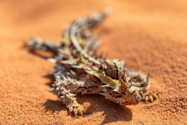 オーストラリア産のとげのあるトカゲ - thorny devil lizard ストックフォトと画像