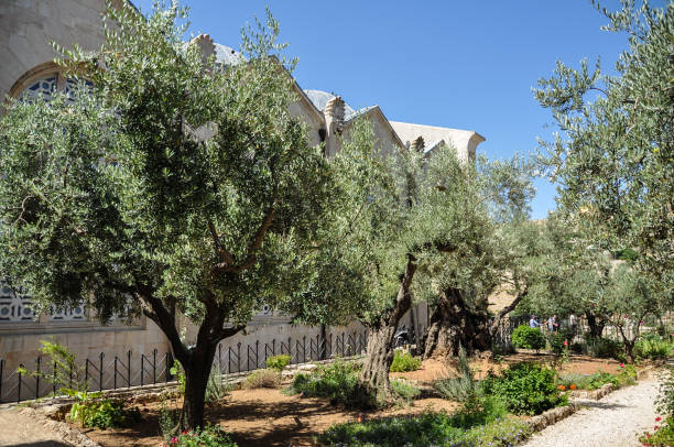 istock Garden of Gethsemane in Jerusalem 1069495754