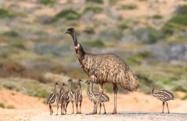 An Emu and its chicks by the roadside at Denham, Western Australia.