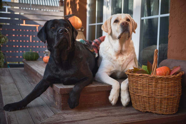 Two beautiful Labradors, black and white, lie side by side on the porch of a village house, covered with a warm blanket and look carefully at something above them. stock photo