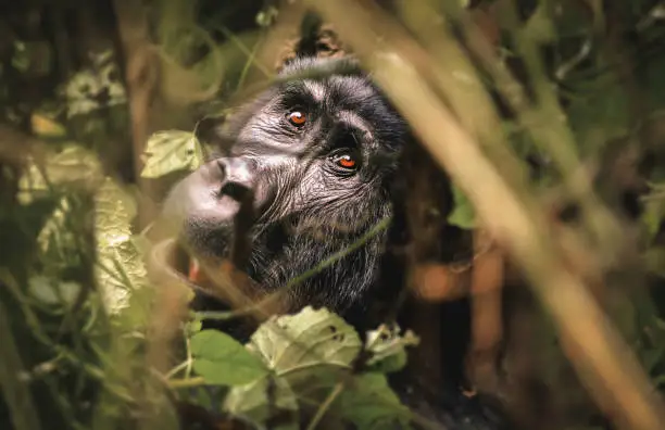 Mountain Gorilla of the Bwindi National Park, Uganda Africa