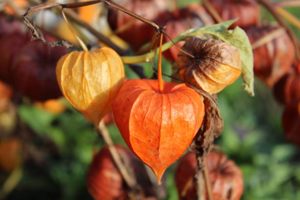 plant of alchechengi