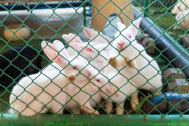 rabbit in the green cage in farm Thailand.