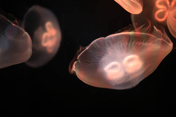 istock Multicolored jellyfish swim under water 1069503406