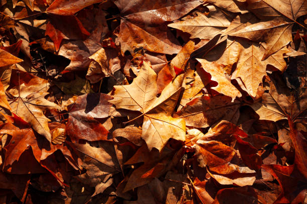 istock Background of autumnal leaves 1069506744