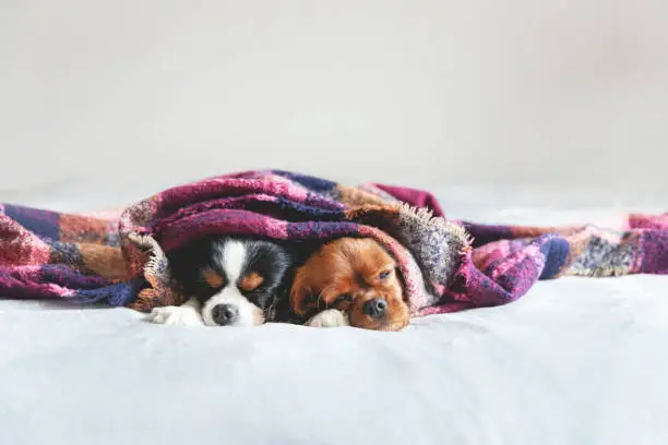 Two dogs sleepeing together under the warm blanket
