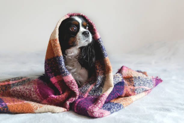 cane sotto la coperta - cavalier foto e immagini stock