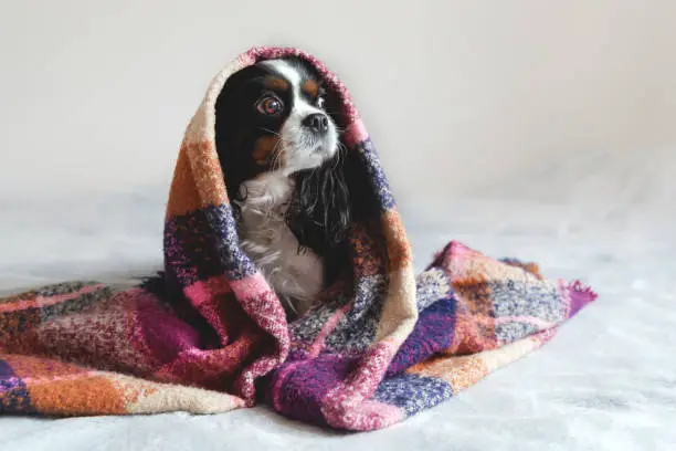 Cute dog sitting under the warm blanket