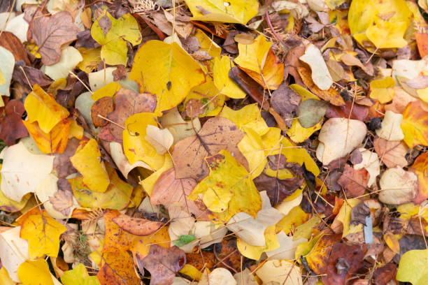 istock Pile of autumn leaves 1069507432