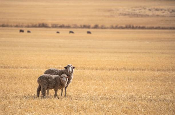 西オーストラリアの羊 - merino sheep ストックフォトと画像