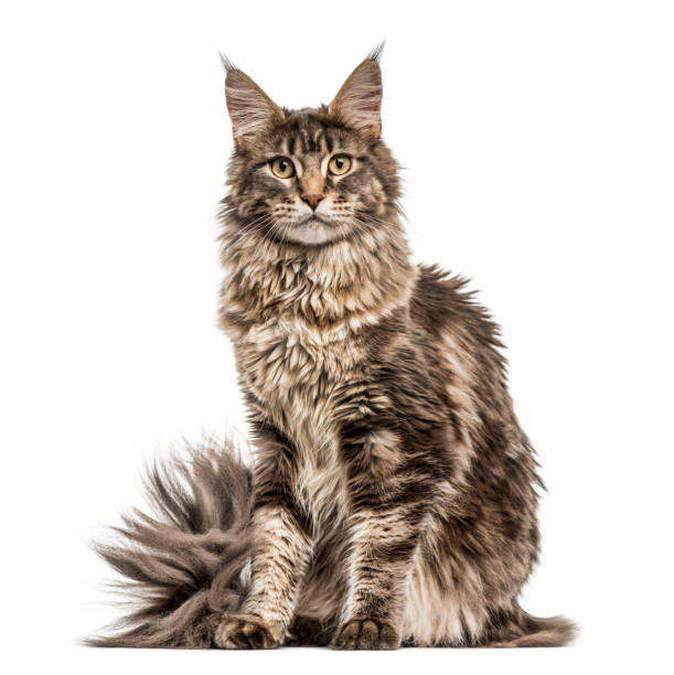 maine coon isolated on white - maine coon cat imagens e fotografias de stock