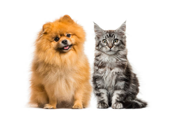 istock Maine coon kitten, Spitz dog, in front of white background 1069514688