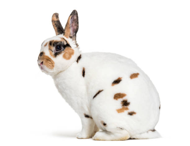 istock Rex Dalmatian Rabbit, sitting against white background 1069514696