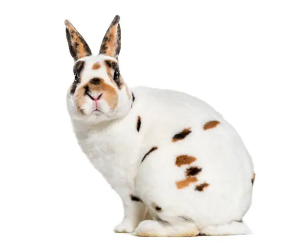 Photo of Rex Dalmatian Rabbit, sitting against white background