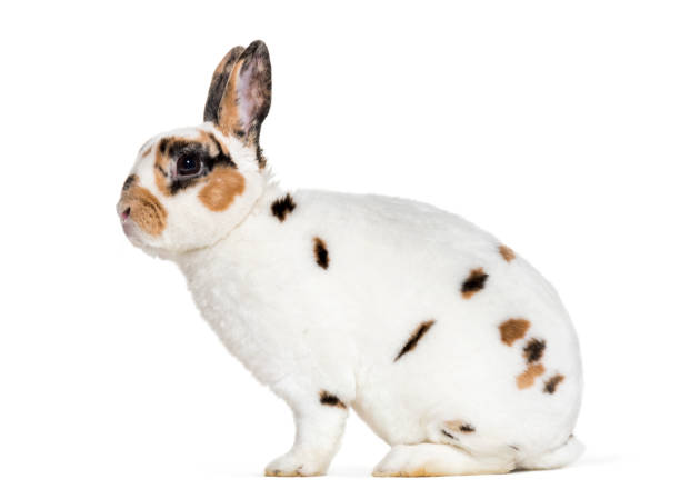 istock Rex Dalmatian Rabbit, sitting against white background 1069514726