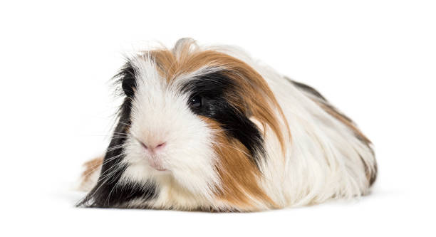 istock Coronet cavy, Guinea pig against white background 1069516180