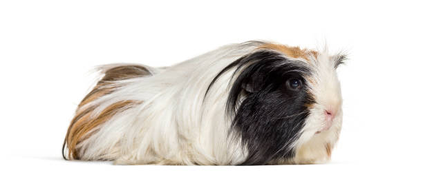 istock Coronet cavy, Guinea pig against white background 1069516188