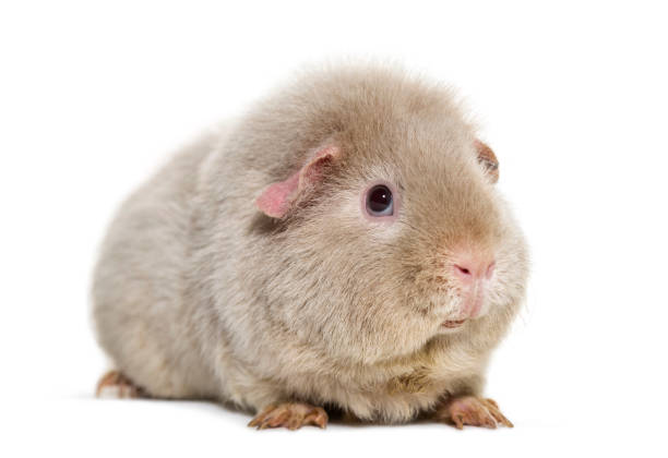 Teddy Guinea Pig, against white background