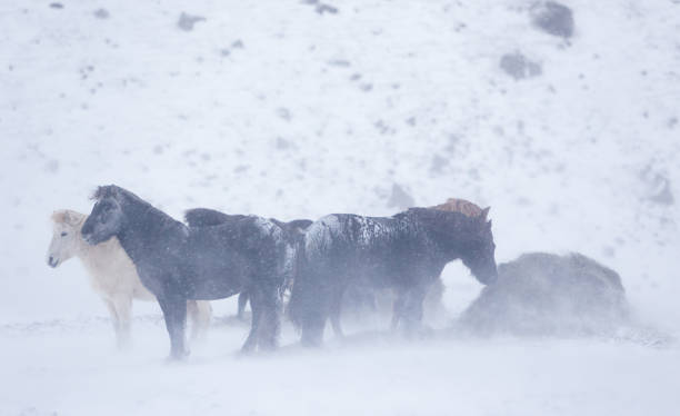 istock Horses in the mountains in Iceland 1069516498