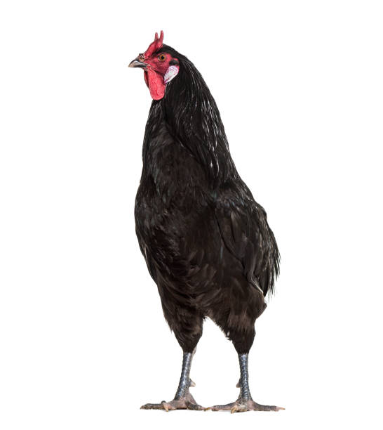 La Fleche chicken standing against white background La Fleche chicken standing against white background fleche stock pictures, royalty-free photos & images