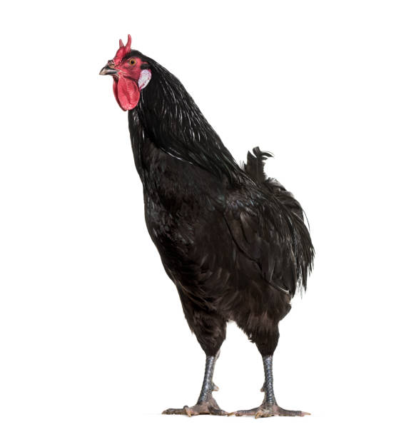 La Fleche chicken standing against white background La Fleche chicken standing against white background fleche stock pictures, royalty-free photos & images