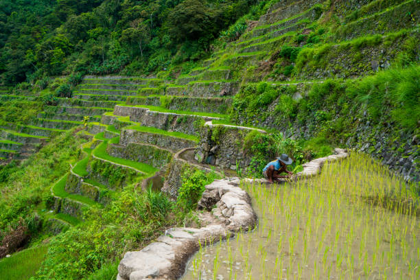 terrazze di riso batad a banaue, ifugao, filippine - ifugao foto e immagini stock