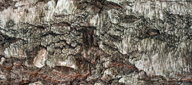 istock Panoramic photo of old birch bark texture with moss and lichen on it. 1069518424