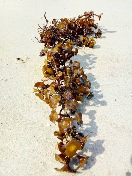 istock Seaweed on the beach 1069523516