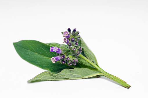 A bunch of fresh comfrey herb flowers and leaves on a white background