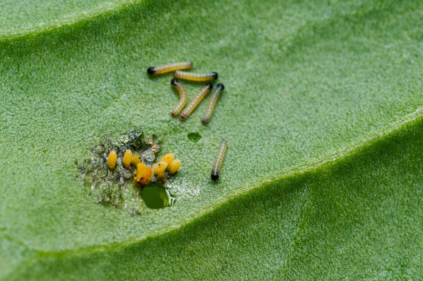 Cabbage white butterfly larvae Newly hatched cabbage white butterfly (pieris rapae) larvae and unhatched eggs on a cabbage leaf egg to caterpillar stock pictures, royalty-free photos & images