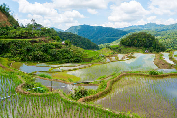 terrazze di riso banaue, ifugao, filippine - ifugao foto e immagini stock