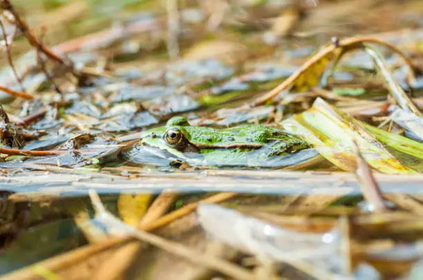 Pool frog in a pond with camouflage