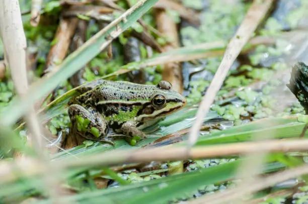 Pool frog in a pond with camouflage