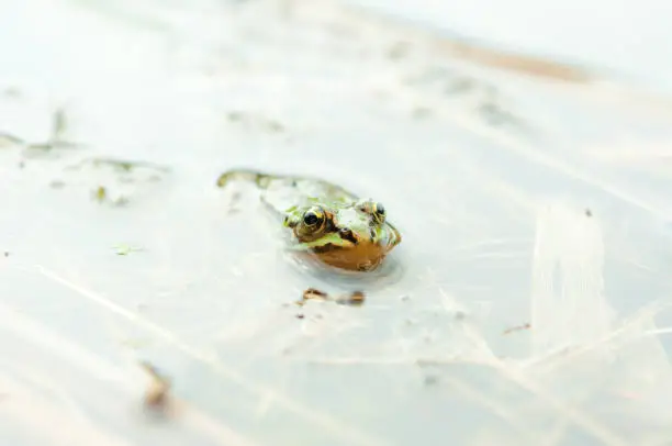 Pool frog in a pond with camouflage