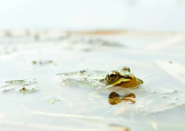 Pool frog in a pond with camouflage