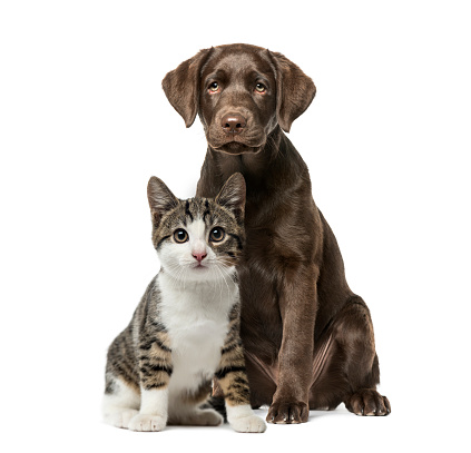 Puppy Labrador Retriever sitting, kitten domestic cat sitting, in front of white background