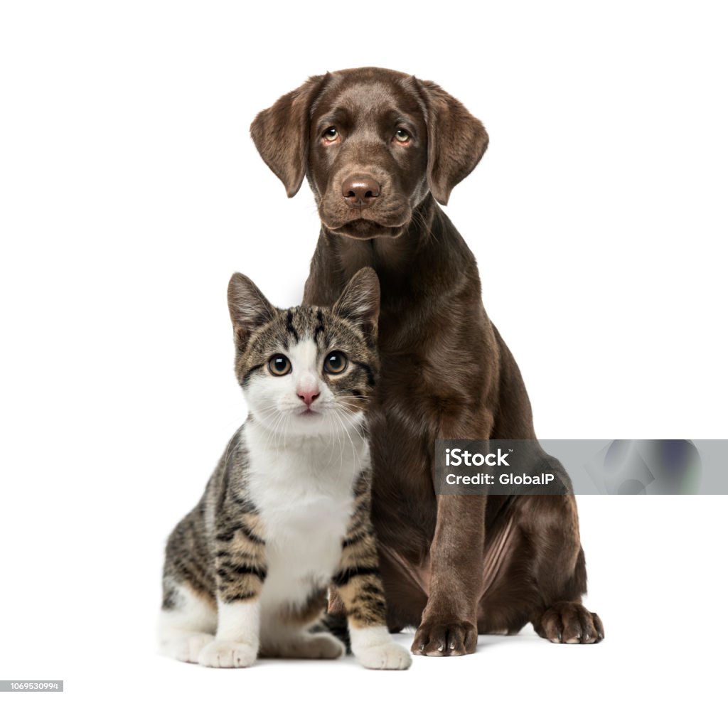 Puppy Labrador Retriever sitting, kitten domestic cat sitting, in front of white background Dog Stock Photo