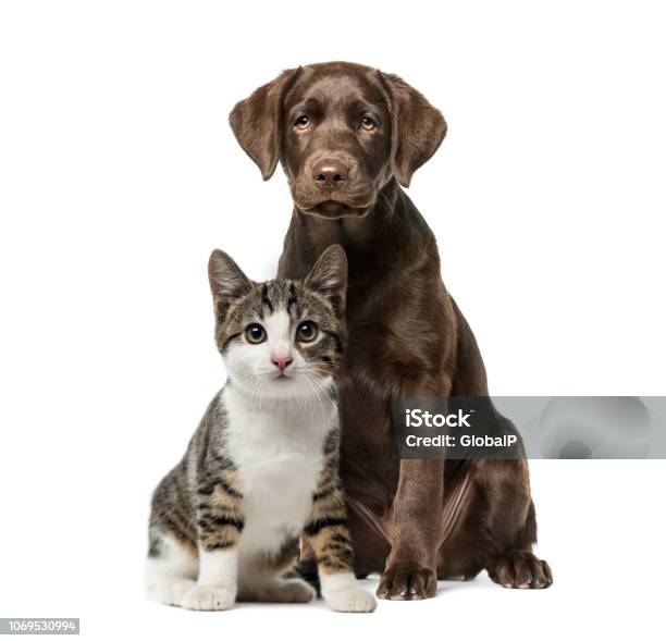 Puppy Labrador Retriever Sitting Kitten Domestic Cat Sitting In Front Of White Background Stock Photo - Download Image Now