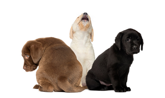 Labrador Puppy sitting, Labrador Retriever Puppy sitting, in front of white background