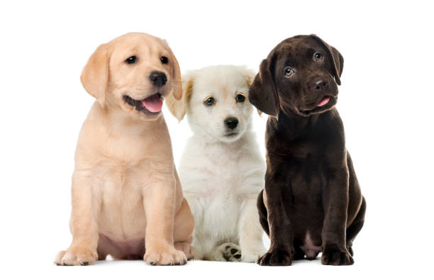gruppi di cani, cuccioli di labrador, cucciolo cioccolato labrador retriever, di fronte a sfondo bianco - retriever foto e immagini stock