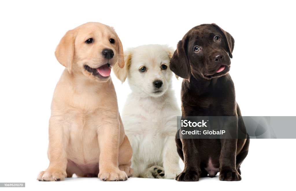 Groups of dogs, Labrador puppies, Puppy chocolate Labrador Retriever, in front of white background Puppy Stock Photo