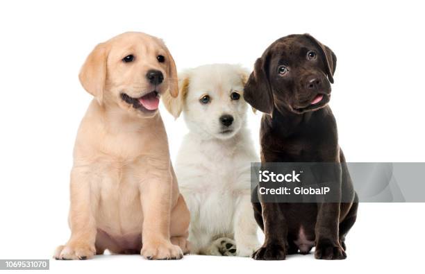 Groups Of Dogs Labrador Puppies Puppy Chocolate Labrador Retriever In Front Of White Background Stock Photo - Download Image Now