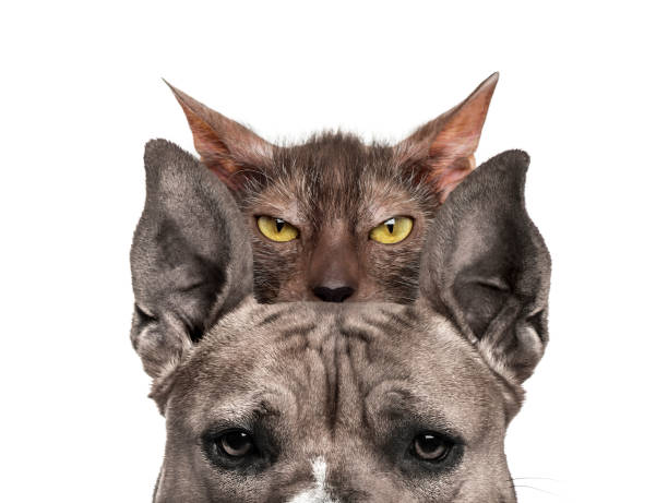 istock American mastiff with Lykoi cat behind, in front of white background 1069531388