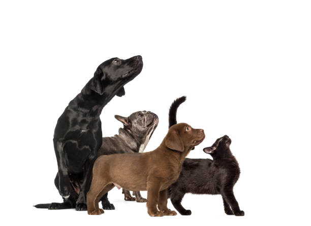 gruppi di cani, labrador retriever puppy, labrador retriever, gatto nero di razza mista, bulldog francese, di fronte a sfondo bianco - dog mixed breed dog group of animals small foto e immagini stock