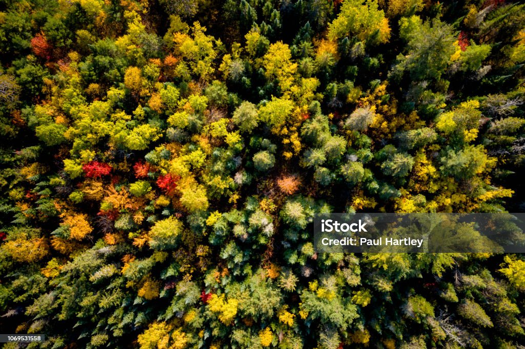 Downward view of a woodland in autumn Aerial view of a lush forest in autumn Forest Stock Photo